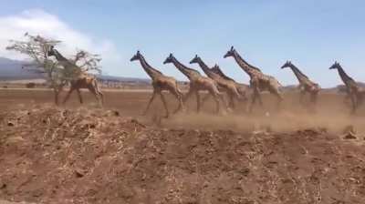 ?A Journey of Giraffes