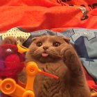 Derpy Derpy Derp