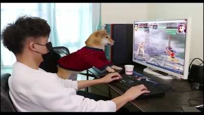 Doggo playing video games ?