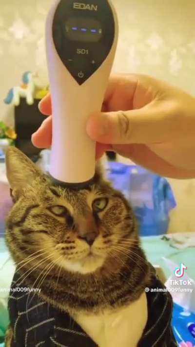 Cat stuff