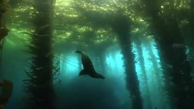 ? A Kelp Forest