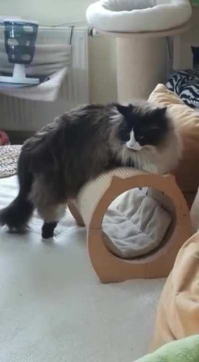 normal petting isn't enough