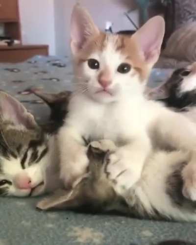 Lick licks