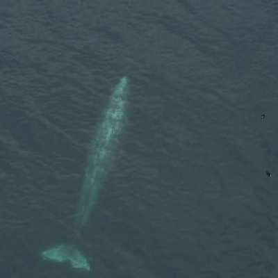?Gray Whale