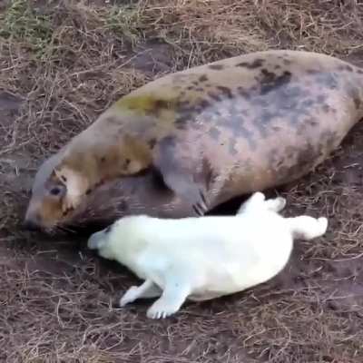 ? This mamma fur seal trying to calm her excited pup for bed ?