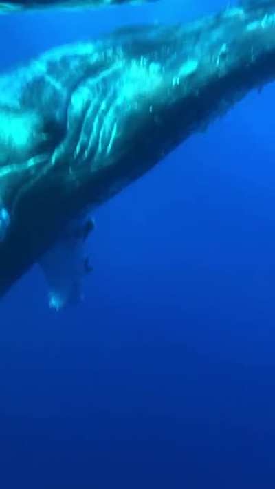 ? There's a whale down there!