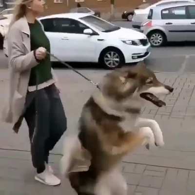 Walking on two legs