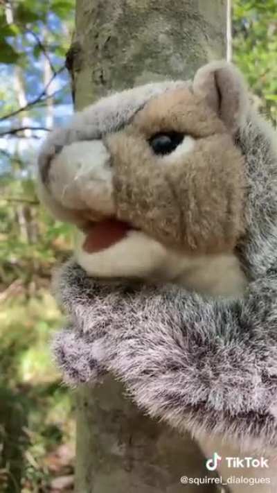 Squirrel advice