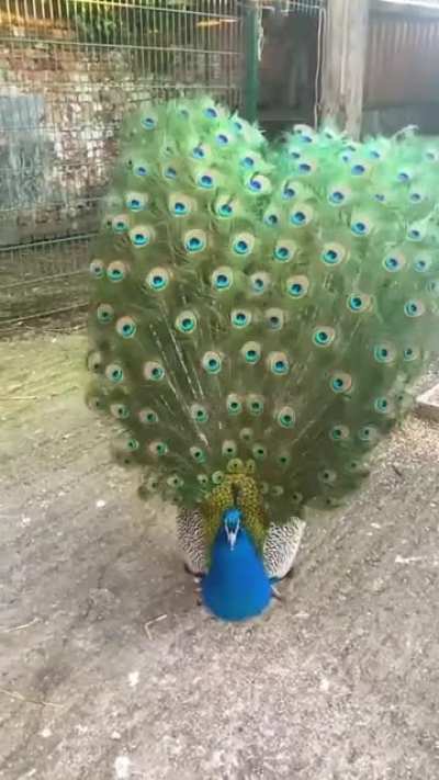 ? Peacock Dance Display