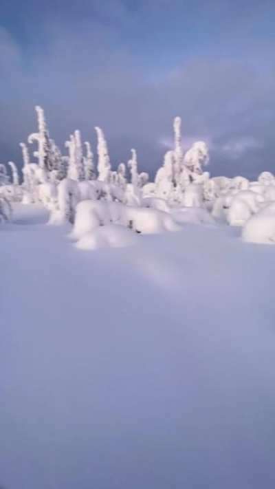 ? Snowshoeing in Swedish Lapland