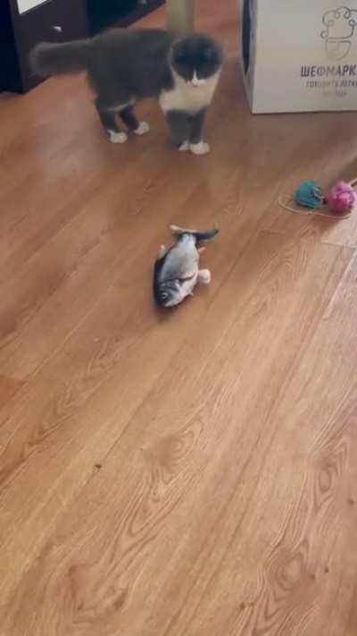 What the…fish?!