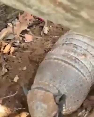 Surely not a corpse?