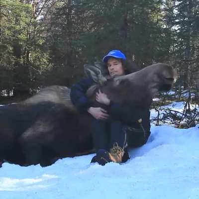 Friendly moose ?