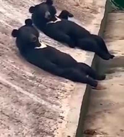 ? Them sonsabitches doin bear minimum