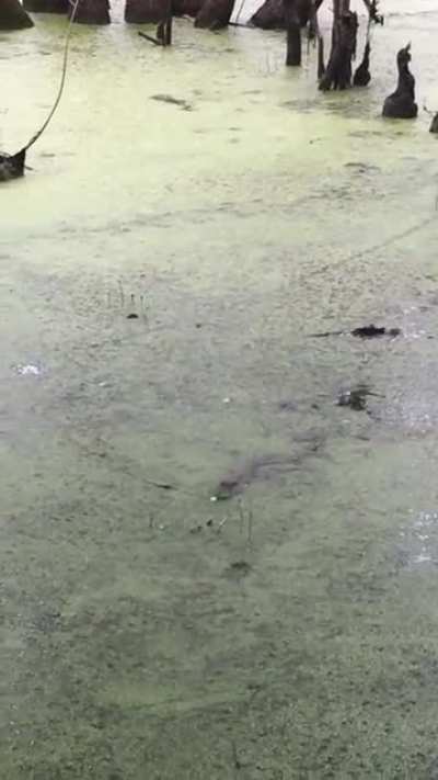 ? Baby alligator chasing a laser pointer.