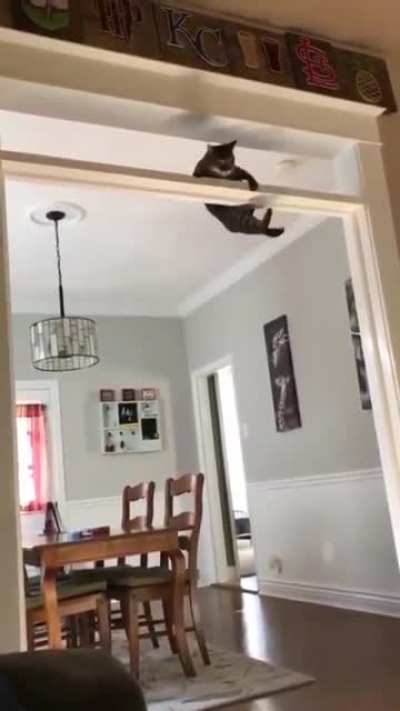 He's training for Ninja warriors. "What the hell is going on in here?" - second cat