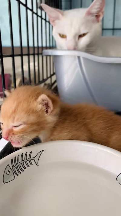 Extra smol inmate forced to drink water in its holding cell.