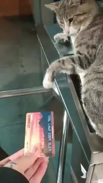 Turnstile kitty