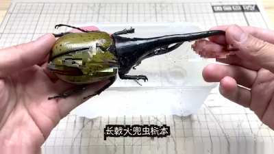 This guy makes mechanical insects... with real insects... that have real functioning mechanics!?