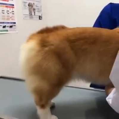 Scared corgi at the vet ?