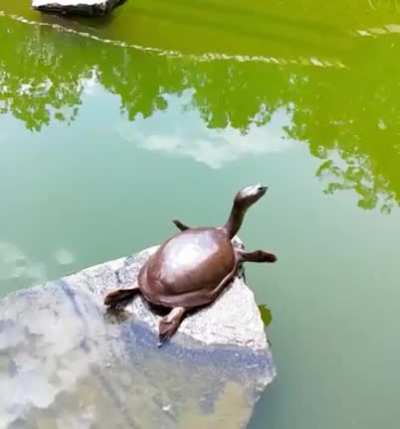 ? Turtle doing a superman pose