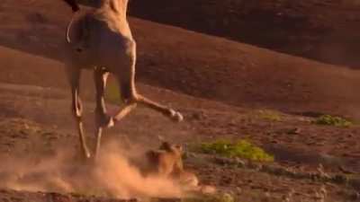 ? Lion king my ass. Giraffe king!
