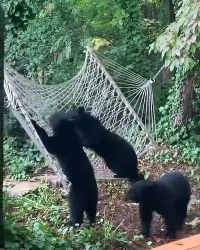 ? Bears having fun