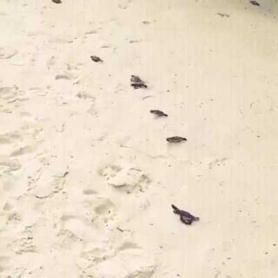 The way they flap their limbs