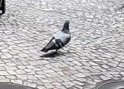 ? Pigeons hold their heads perfectly still in between steps