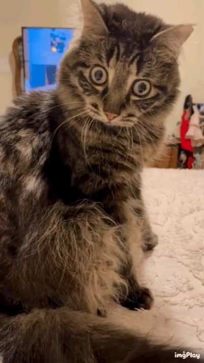 Don't touch me Human!
