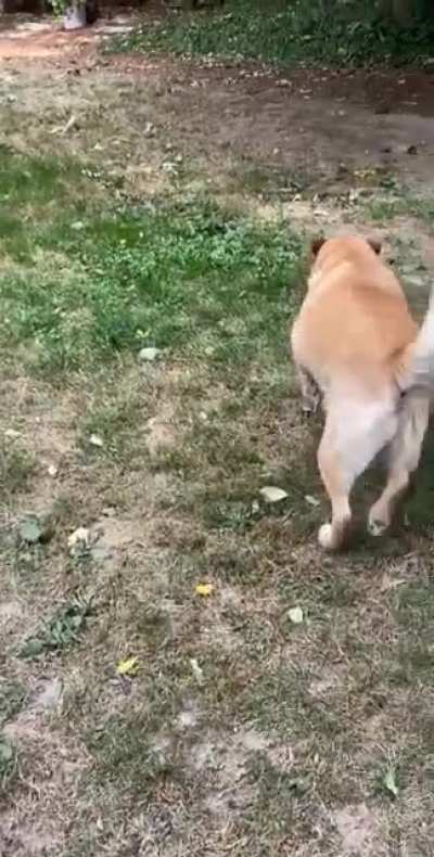 Tilly found an apple, and it’s her best friend now