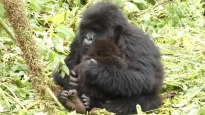? At 7 years old, Ubukombe is a little too young to have children of her own, but she likes babysitting. The Gorilla moms in her group trust her with her babies as they rest, and she seems totally up for it