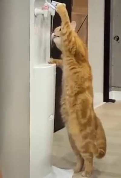 Cat.
