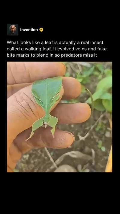 ?What looks like a leaf is actually a real insect called a walking leaf. It evolved veins and fake bite marks to blend in so predators miss it.