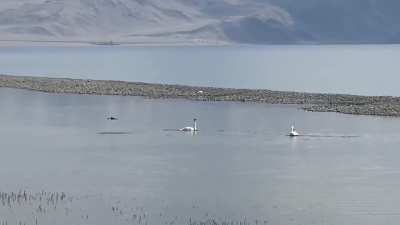 to fly a drone around swans