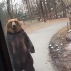 Bear-ly noticeable
