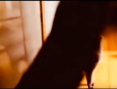 Cats are mean and creative specially in morning ??knocking fast af.
