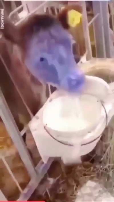 absolutely lost in milk