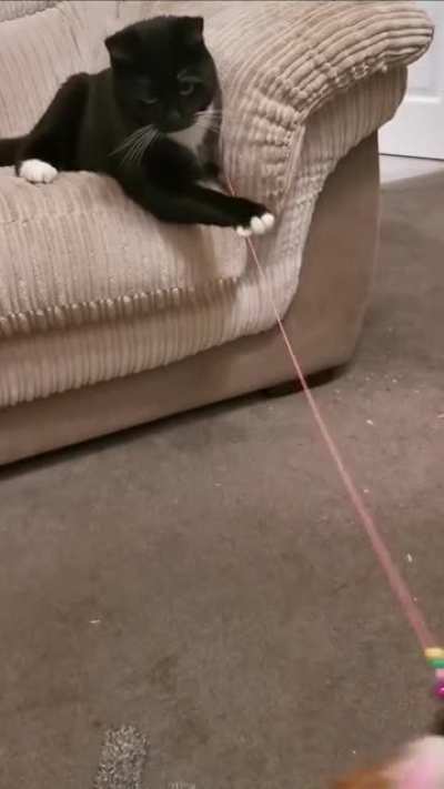Loki has taken up the human job of toy wand waver this morning