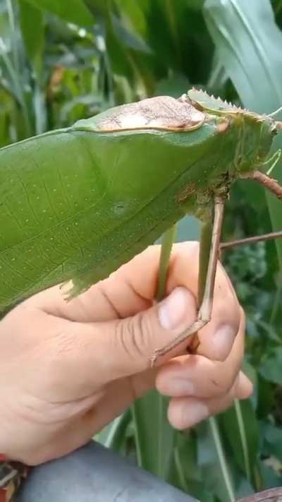 ? Giant Malaysian Katydid