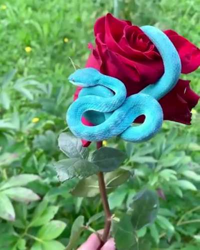 ? The incredibly beautiful Blue Pit Viper ?