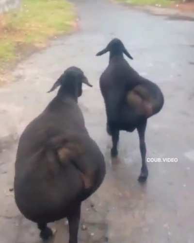 The way they walk ?