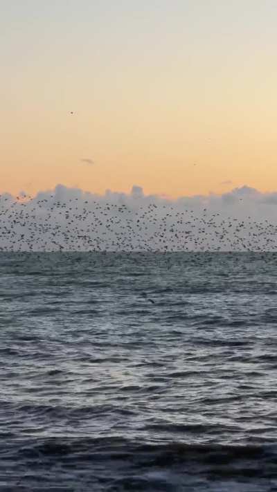 ? a murmuration of starlings above the sea in Brighton [oc]