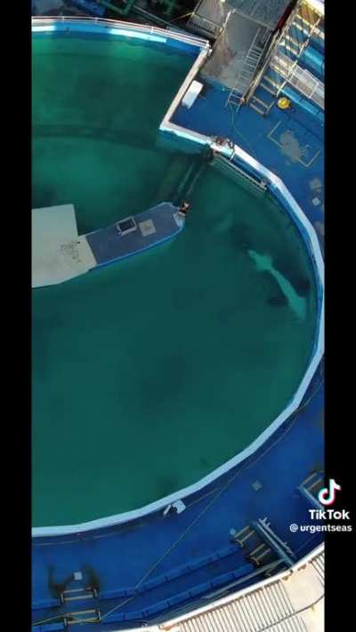 Lolita the orca has been held captive at Miami Seaquarium since 1970. She is now "retired" and lives in this small tank that violates the Animal Welfare Act. Efforts to release her back to her mother and pod in the wild have stalled.