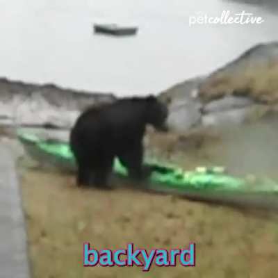Bear...... Lady...... Bear......Lady