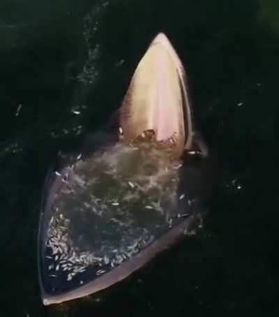 ? Fin Whale trap-feeding