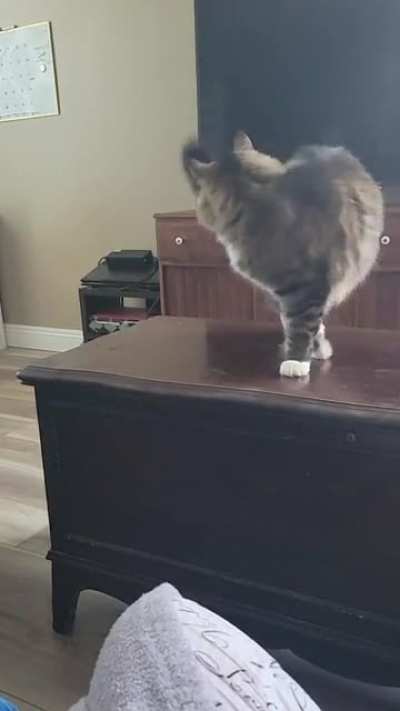 Cats are such graceful creatures