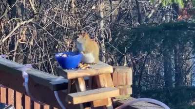 Squirrel eats fermented pears in Minnesota