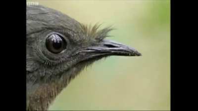 This amazing bird "Lyrebird" has perhaps most intricate song which it uses for attracting mate. It can convincingly copy songs of up to 20 birds. Not only that it can also copy other sounds such as Camera shutter, car alarm and even a chain saw !