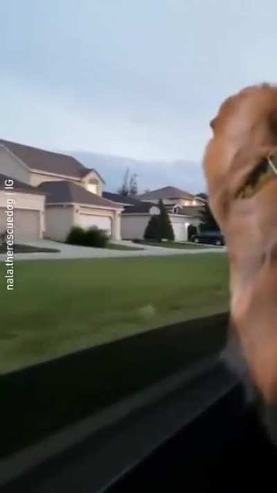 Poor doggo